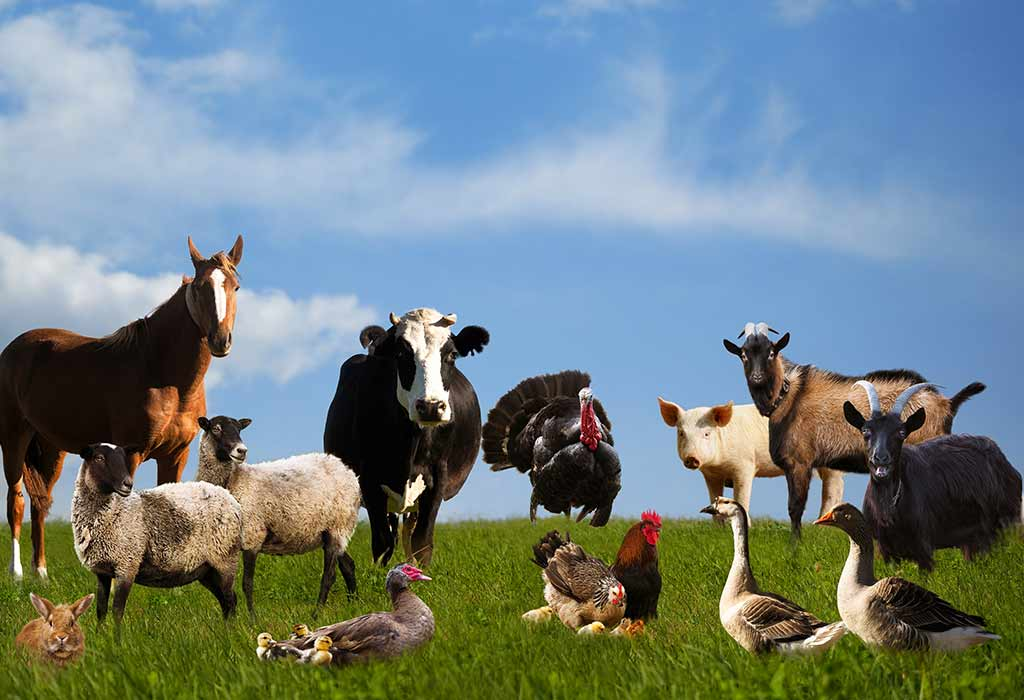 Farm Animals
